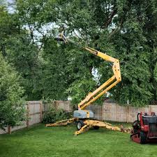 How Our Tree Care Process Works  in  Sands Point, NY