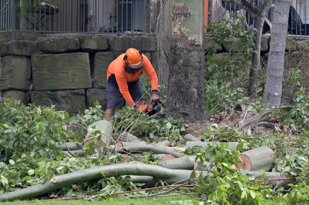 How Our Tree Care Process Works  in  Sands Point, NY